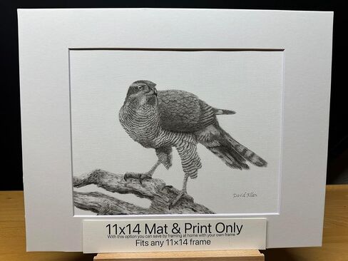 Goshawk Hawk Bird Graphite Pencil Art Sketch رسم طباعة صورة محدودة ~ بعنوان "رحلة شجاعة" بقلم ديفيد ألين (8x10 إطار وطباعة) in Saudi Arabia