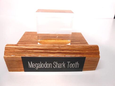 Red Oak & Acrylic Display Stand for Megalodon Shark State مصنوعة في الولايات المتحدة الأمريكية in Saudi Arabia