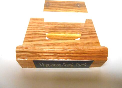 Red Oak & Acrylic Display Stand for Megalodon Shark State مصنوعة في الولايات المتحدة الأمريكية in Saudi Arabia