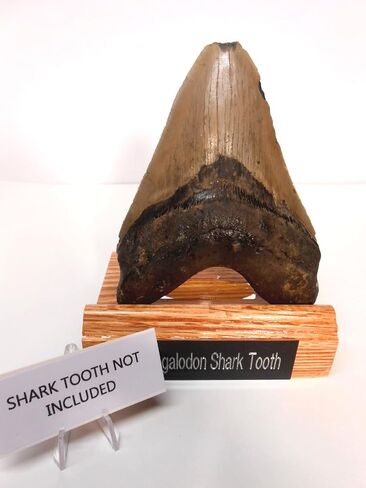 Red Oak & Acrylic Display Stand for Megalodon Shark State مصنوعة في الولايات المتحدة الأمريكية in Saudi Arabia
