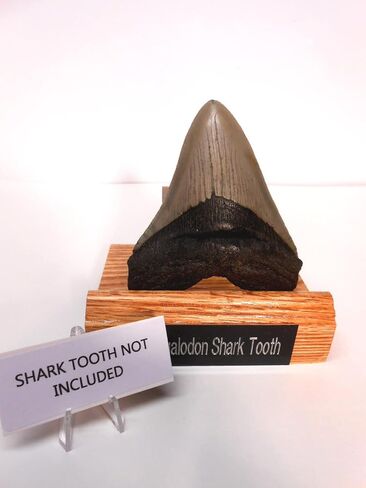 Red Oak & Acrylic Display Stand for Megalodon Shark State مصنوعة في الولايات المتحدة الأمريكية in Saudi Arabia