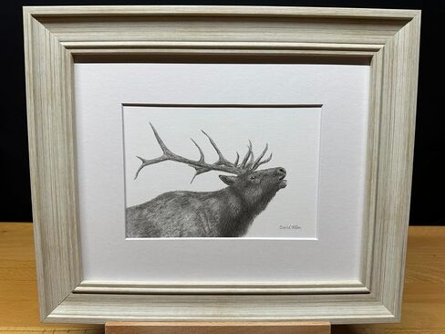 Elk Bull Bucle Call Call Call Nature Wildlife Graphite Pencil رسم رسم صورة محدودة الإصدار "Call of the Wild" لـ David Allen (8x10 White Frame & Print) in Saudi Arabia