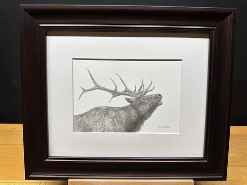 Elk Bull Bucle Call Call Call Nature Wildlife Graphite Pencil رسم رسم صورة محدودة الإصدار "Call of the Wild" لـ David Allen (8x10 White Frame & Print) in Saudi Arabia