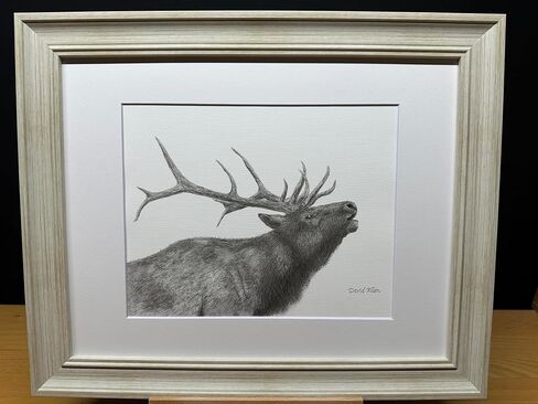 Elk Bull Bucle Call Call Call Nature Wildlife Graphite Pencil رسم رسم صورة محدودة الإصدار "Call of the Wild" لـ David Allen (8x10 White Frame & Print) in Saudi Arabia