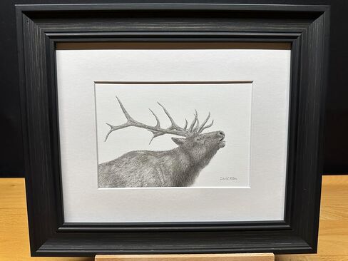 Elk Bull Bucle Call Call Call Nature Wildlife Graphite Pencil رسم رسم صورة محدودة الإصدار "Call of the Wild" لـ David Allen (8x10 White Frame & Print) in Saudi Arabia