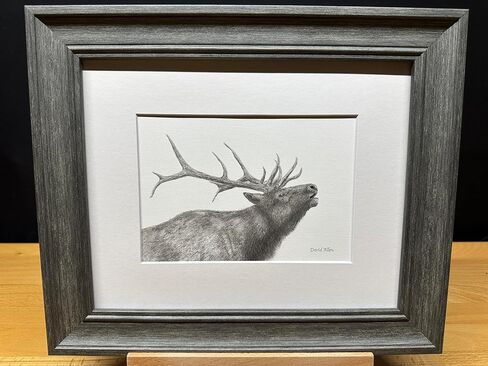 Elk Bull Bucle Call Call Call Nature Wildlife Graphite Pencil رسم رسم صورة محدودة الإصدار "Call of the Wild" لـ David Allen (8x10 White Frame & Print) in Saudi Arabia