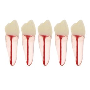 5Pcs Dental Root Canal Pulp Cavity Teeth Model Endodontic Practice RCT Typodont M8007 11# 14# 16# 21# 33# 34# 35# 36# 44# 45# Practicing Study Teach (5Pcs-M8007-34#)