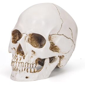 Resin Gold Skull Model - Life Size High Fidelity Sculpture for Halloween Decor Statues, Home Decoration & Artistic Display in Saudi Arabia