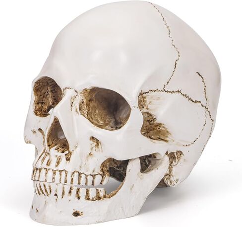 Resin Gold Skull Model - Life Size High Fidelity Sculpture for Halloween Decor Statues, Home Decoration & Artistic Display in Saudi Arabia