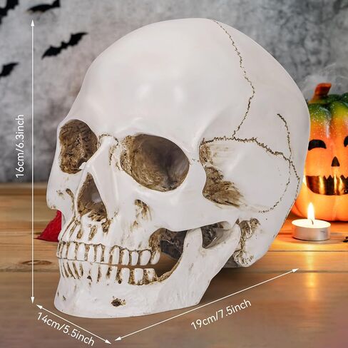 Resin Gold Skull Model - Life Size High Fidelity Sculpture for Halloween Decor Statues, Home Decoration & Artistic Display in Saudi Arabia