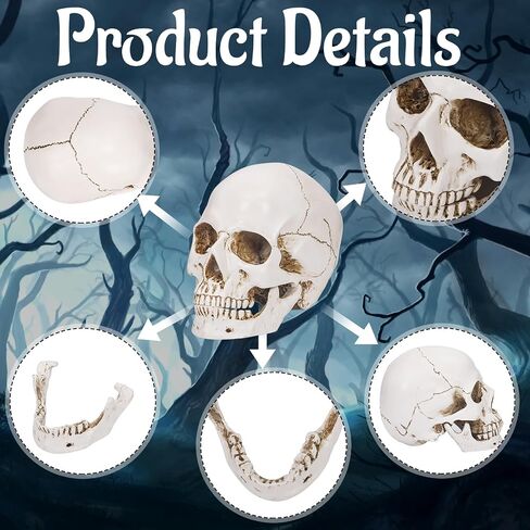 Resin Gold Skull Model - Life Size High Fidelity Sculpture for Halloween Decor Statues, Home Decoration & Artistic Display in Saudi Arabia