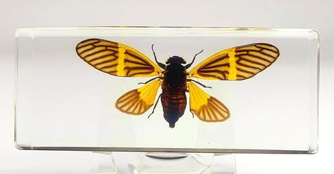 44 مم نحل العسل الحقيقي عسل النحل في عينة راتنج وسيت شفاف كريستالي محفوظ مجموعة الحرف التحنيطية للحشرات لتعليم العلوم البيولوجية ومستلزمات عرض الزينة المكتبية ثقالة ورق صغيرة in Kuwait