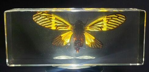 44 مم نحل العسل الحقيقي عسل النحل في عينة راتنج وسيت شفاف كريستالي محفوظ مجموعة الحرف التحنيطية للحشرات لتعليم العلوم البيولوجية ومستلزمات عرض الزينة المكتبية ثقالة ورق صغيرة in Kuwait