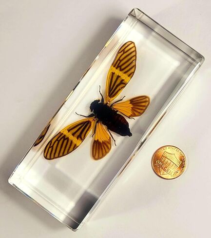 44 مم نحل العسل الحقيقي عسل النحل في عينة راتنج وسيت شفاف كريستالي محفوظ مجموعة الحرف التحنيطية للحشرات لتعليم العلوم البيولوجية ومستلزمات عرض الزينة المكتبية ثقالة ورق صغيرة in Kuwait