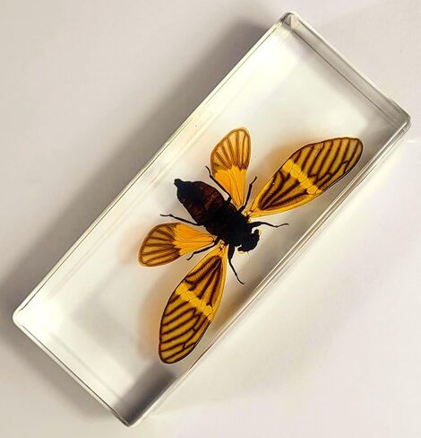 44 مم نحل العسل الحقيقي عسل النحل في عينة راتنج وسيت شفاف كريستالي محفوظ مجموعة الحرف التحنيطية للحشرات لتعليم العلوم البيولوجية ومستلزمات عرض الزينة المكتبية ثقالة ورق صغيرة in Kuwait