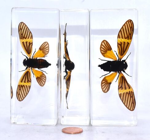 44 مم نحل العسل الحقيقي عسل النحل في عينة راتنج وسيت شفاف كريستالي محفوظ مجموعة الحرف التحنيطية للحشرات لتعليم العلوم البيولوجية ومستلزمات عرض الزينة المكتبية ثقالة ورق صغيرة in Kuwait