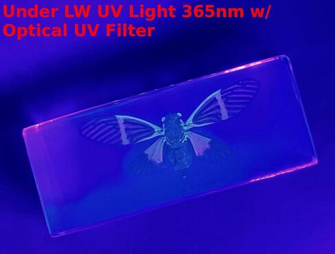 44 مم نحل العسل الحقيقي عسل النحل في عينة راتنج وسيت شفاف كريستالي محفوظ مجموعة الحرف التحنيطية للحشرات لتعليم العلوم البيولوجية ومستلزمات عرض الزينة المكتبية ثقالة ورق صغيرة in Kuwait