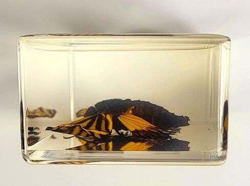 44 مم نحل العسل الحقيقي عسل النحل في عينة راتنج وسيت شفاف كريستالي محفوظ مجموعة الحرف التحنيطية للحشرات لتعليم العلوم البيولوجية ومستلزمات عرض الزينة المكتبية ثقالة ورق صغيرة in Kuwait