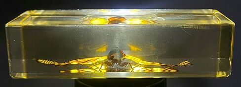 44 مم نحل العسل الحقيقي عسل النحل في عينة راتنج وسيت شفاف كريستالي محفوظ مجموعة الحرف التحنيطية للحشرات لتعليم العلوم البيولوجية ومستلزمات عرض الزينة المكتبية ثقالة ورق صغيرة in Kuwait