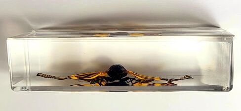 44 مم نحل العسل الحقيقي عسل النحل في عينة راتنج وسيت شفاف كريستالي محفوظ مجموعة الحرف التحنيطية للحشرات لتعليم العلوم البيولوجية ومستلزمات عرض الزينة المكتبية ثقالة ورق صغيرة in Kuwait