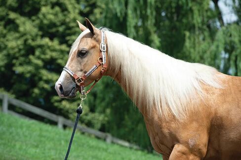 Weaver Equine Adjustable Patterned Nylon Horse Halter in Saudi Arabia