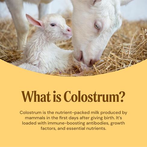 Goat Milk Colostrum Powder, Grass Fed, Natural Immune System and Gut Health Support, 60 grams in Saudi Arabia