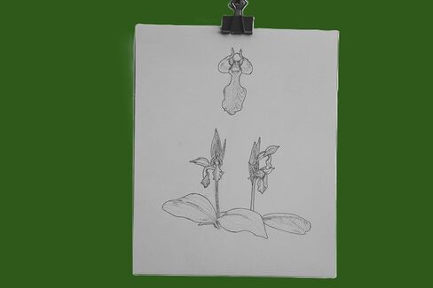الرسم النباتي الأوركيد المبهج ، توضيح القلم الأصلي والحبر ، 8 × 10 بوصات ، غير مؤطر in Saudi Arabia