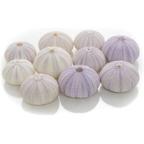 Sea Urchin | 10 Purple Sea Urchin Shell | 10 Purple Sea Urchin Shells for Craft and Decor | Plus Free Nautical eBook by Joseph Rains
