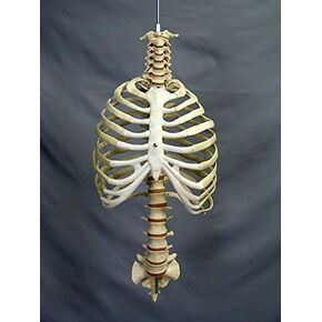 Skeleton Spine and Rib Cage- Life-Size- 2nd Class in Saudi Arabia