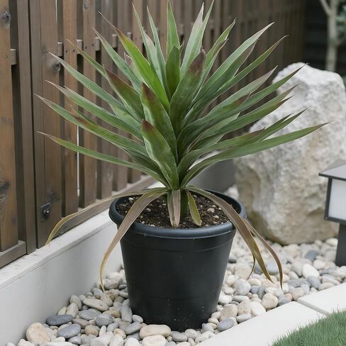 8.7" Mini Potted Fake Plants Artificial Eucalyptus Topiaries for Indoor Home Office Room Decor (Set of 3) in Saudi Arabia