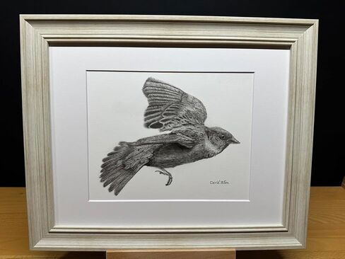 Sparrow Bird Graphite Pencil Art Sketch رسم طباعة صورة محدودة بعنوان "Flight of the Sparrow" بقلم David Allen (11x14 Frame & Print) in Kuwait
