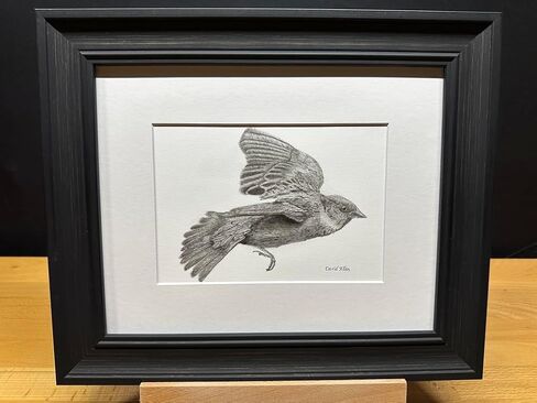 Sparrow Bird Graphite Pencil Art Sketch رسم طباعة صورة محدودة بعنوان "Flight of the Sparrow" بقلم David Allen (11x14 Frame & Print) in Kuwait
