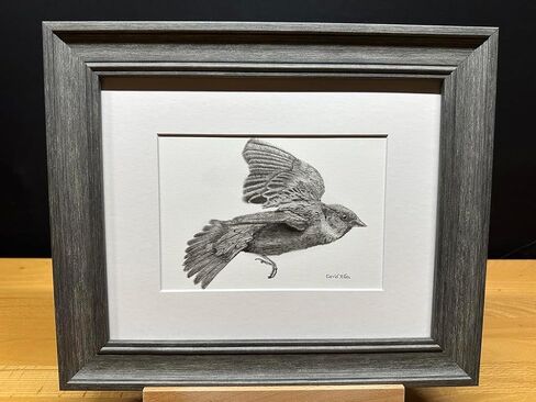 Sparrow Bird Graphite Pencil Art Sketch رسم طباعة صورة محدودة بعنوان "Flight of the Sparrow" بقلم David Allen (11x14 Frame & Print) in Kuwait