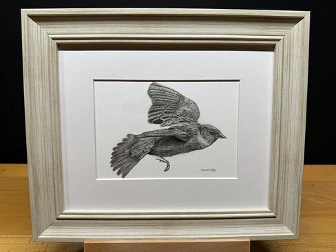 Sparrow Bird Graphite Pencil Art Sketch رسم طباعة صورة محدودة بعنوان "Flight of the Sparrow" بقلم David Allen (11x14 Frame & Print) in Kuwait
