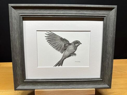 Sparrow Bird Graphite Art Art Sketch رسم طباعة صورة محدودة بعنوان "Sparrow Landing" بقلم David Allen (8x10 Frame & Print) in Kuwait