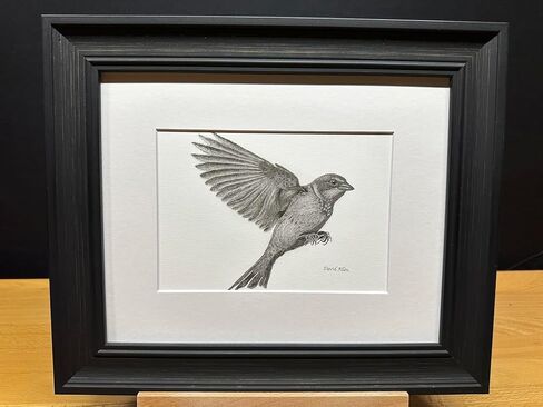Sparrow Bird Graphite Art Art Sketch رسم طباعة صورة محدودة بعنوان "Sparrow Landing" بقلم David Allen (8x10 Frame & Print) in Kuwait
