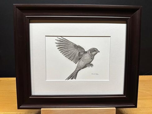 Sparrow Bird Graphite Art Art Sketch رسم طباعة صورة محدودة بعنوان "Sparrow Landing" بقلم David Allen (8x10 Frame & Print) in Kuwait