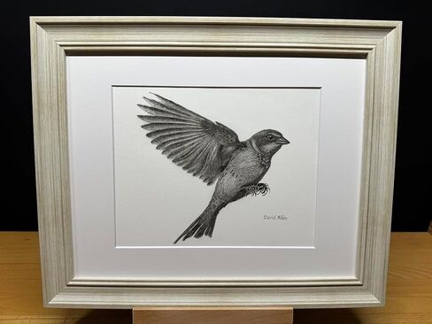 Sparrow Bird Graphite Art Art Sketch رسم طباعة صورة محدودة بعنوان "Sparrow Landing" بقلم David Allen (8x10 Frame & Print) in Kuwait