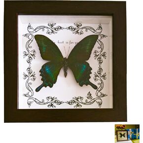 DGFHOB Butterfly Wall Art ، Butterfly Luckidermy ، Decor القوطية للمنزل للتعليق الجدران وديكور المنزل الفني على الطاولة (ذيل ابتلاع أخضر) in Kuwait
