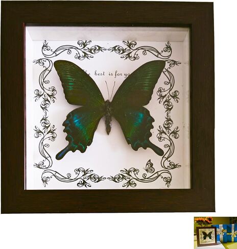 DGFHOB Butterfly Wall Art ، Butterfly Luckidermy ، Decor القوطية للمنزل للتعليق الجدران وديكور المنزل الفني على الطاولة (ذيل ابتلاع أخضر) in Kuwait