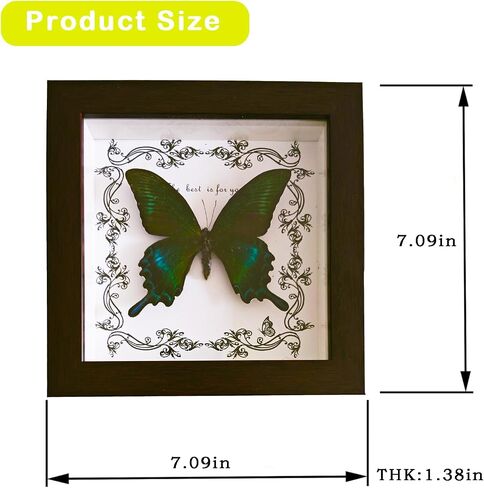 DGFHOB Butterfly Wall Art ، Butterfly Luckidermy ، Decor القوطية للمنزل للتعليق الجدران وديكور المنزل الفني على الطاولة (ذيل ابتلاع أخضر) in Kuwait