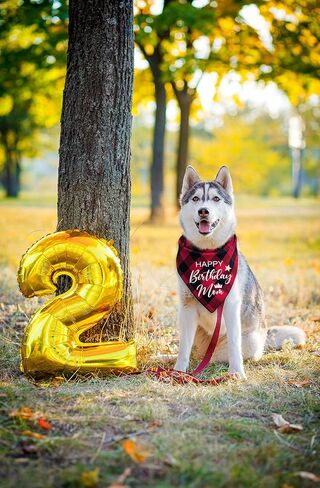 مضحك لطيف القطن الأحمر منقوشة عيد ميلاد سعيد أمي كلب عصابات، أمي الكلب عيد ميلاد مثلث المرايل لمحبي الكلب، الكلب الحيوانات الأليفة عيد ميلاد حزب الدعامة الزينة لوازم الملحقات هدية in Kuwait