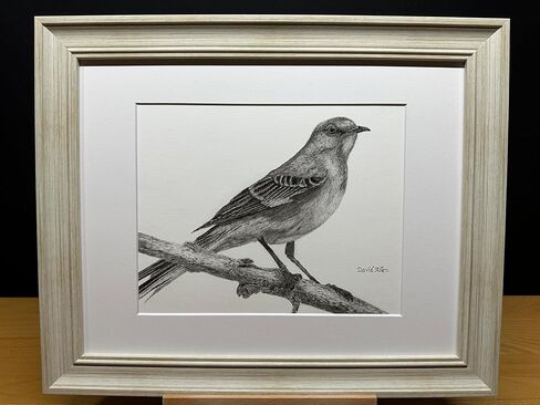 Mockingbird Bird Graphite Art Art Sketch رسم طباعة صورة محدودة بعنوان "هل سمعت" بقلم ديفيد ألين (8x10 إطار وطباعة) in Kuwait