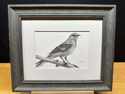 Mockingbird Bird Graphite Art Art Sketch رسم طباعة صورة محدودة بعنوان "هل سمعت" بقلم ديفيد ألين (8x10 إطار وطباعة) in Kuwait