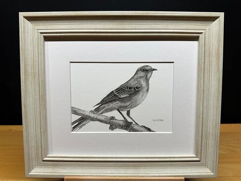Mockingbird Bird Graphite Art Art Sketch رسم طباعة صورة محدودة بعنوان "هل سمعت" بقلم ديفيد ألين (8x10 إطار وطباعة) in Kuwait