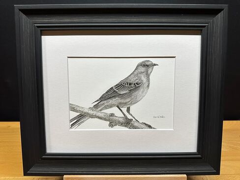 Mockingbird Bird Graphite Art Art Sketch رسم طباعة صورة محدودة بعنوان "هل سمعت" بقلم ديفيد ألين (8x10 إطار وطباعة) in Kuwait