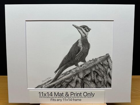 Woodpecker Bird Graphite Art Art Sketch رسم طباعة صورة محدودة بعنوان "Woodpecker" بقلم David Allen (11x14 Frame & Print) in Kuwait