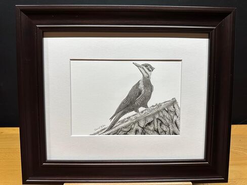 Woodpecker Bird Graphite Art Art Sketch رسم طباعة صورة محدودة بعنوان "Woodpecker" بقلم David Allen (11x14 Frame & Print) in Kuwait
