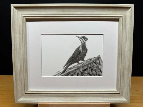 Woodpecker Bird Graphite Art Art Sketch رسم طباعة صورة محدودة بعنوان "Woodpecker" بقلم David Allen (11x14 Frame & Print) in Kuwait