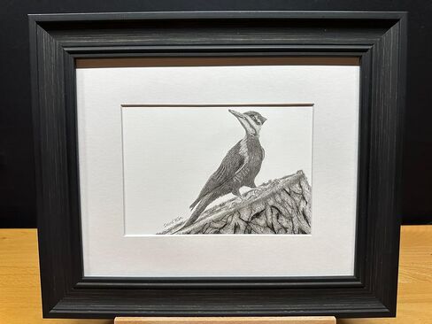 Woodpecker Bird Graphite Art Art Sketch رسم طباعة صورة محدودة بعنوان "Woodpecker" بقلم David Allen (11x14 Frame & Print) in Kuwait